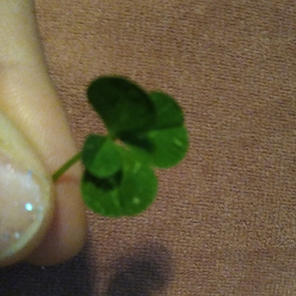 🍀 Wild Four Leaf Clover REAL Just for You Found 4 /22/23 USA yard Lucky Clovers - Picture 10 of 15